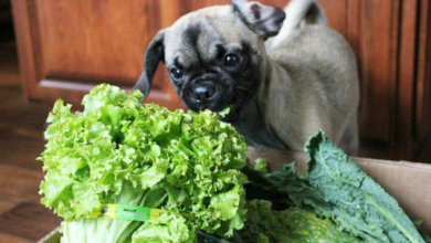 Photo of Can Dogs Eat Collard Greens? Are Collard Greens Safe For Dogs?