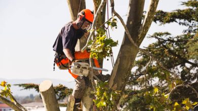 Photo of Palm tree pruning and felling services in jardineria Mallorca