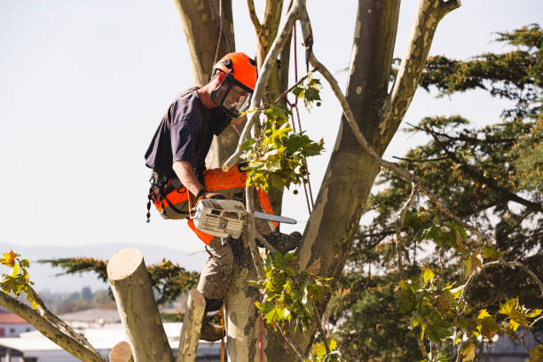 pruning and felling services