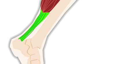 Photo of All you need to know about Tendons and ligaments.