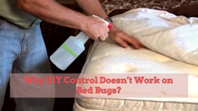 Photo of Why DIY Control Doesn’t Work on Bed Bugs?